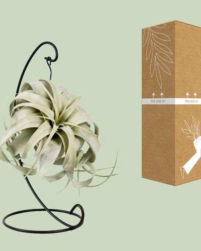 Grijsgroene luchtplant met rozetvorm voor modern interieur