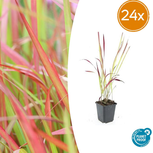 Imperata cylindrica Red Baron Japans bloedgras met roodgroene bladeren in kweekpot Ø9cm, hoogte 10-25cm, siergras voor borders, potten en tuinaccenten”