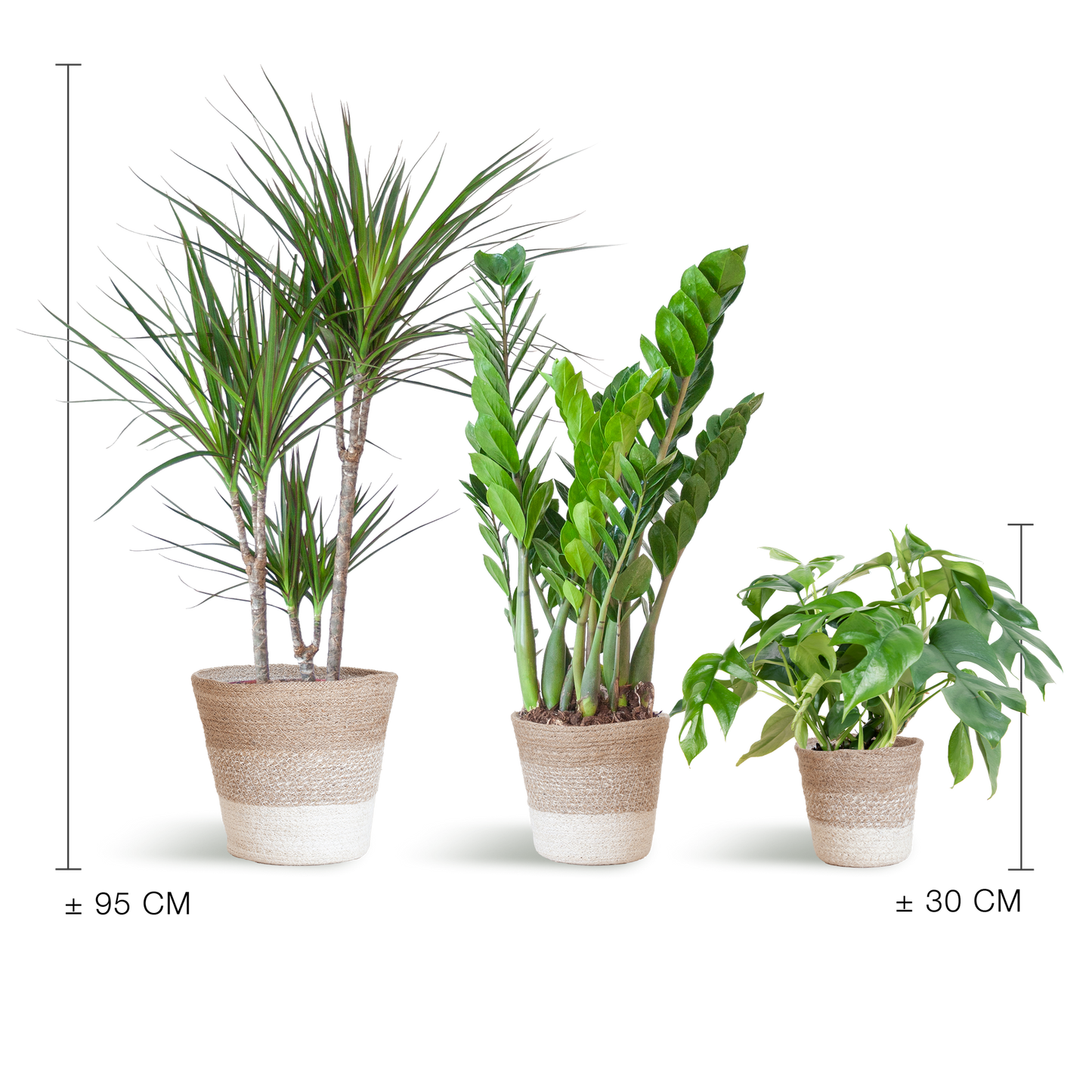 3x Schaduw Plantenbox Mix | Kamerplant | met mand