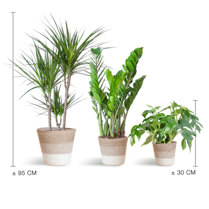 3x Schaduw Plantenbox Mix | Kamerplant | met mand