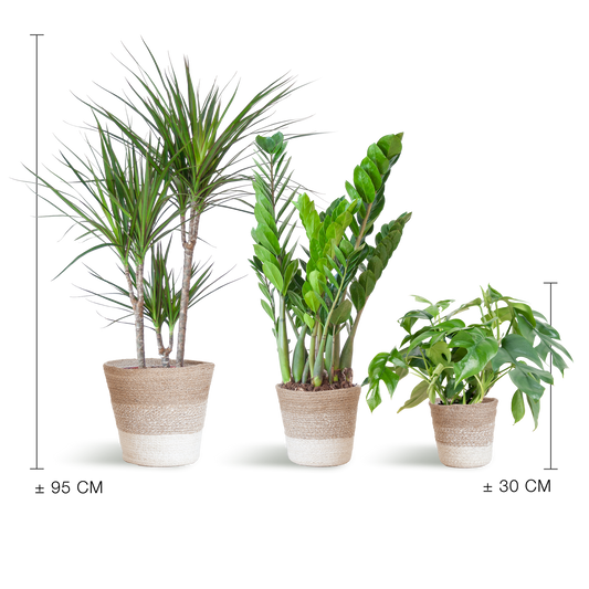 3x Schaduw Plantenbox Mix | Kamerplant | met mand