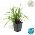 Carex morrowii Irish Green – wintergroene bodembedekker 10-25 cm