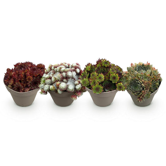 Sempervivum Mix

Sempervivum kopen

Huislook planten

Bodembedekker winterhard