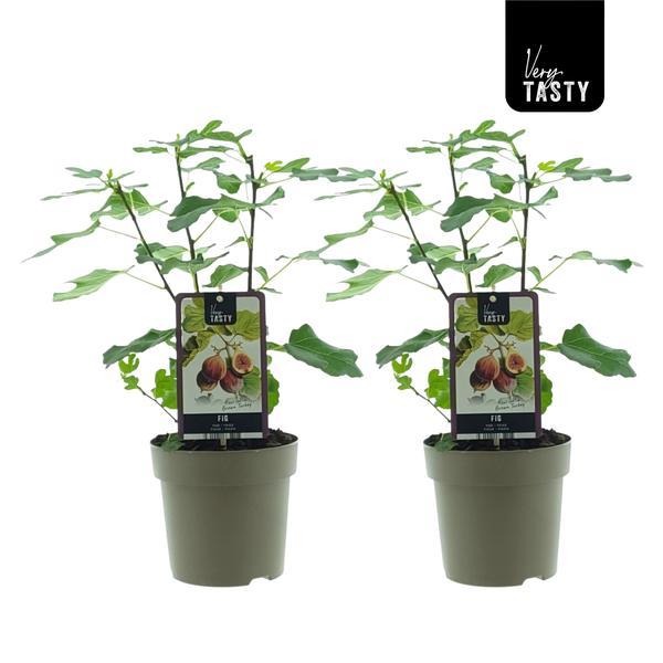 Ficus Brown Turkey (15018) – 2 Stück – Ø15cm – ↕40cm – Feigensorte.