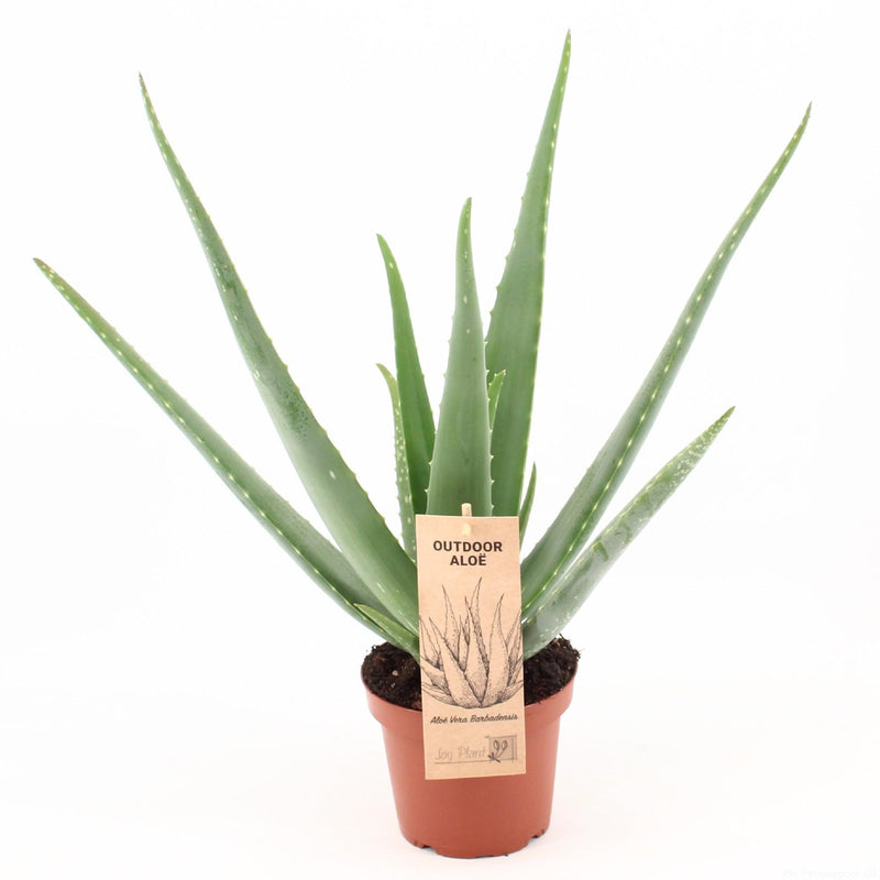 Aloe Vera | Kamerplant