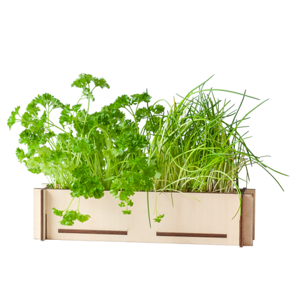 Kruidenpost DIY pakket – peterselie- en bieslookzaadjes met houten bakje