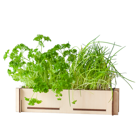 Kruidenpost DIY pakket – peterselie- en bieslookzaadjes met houten bakje