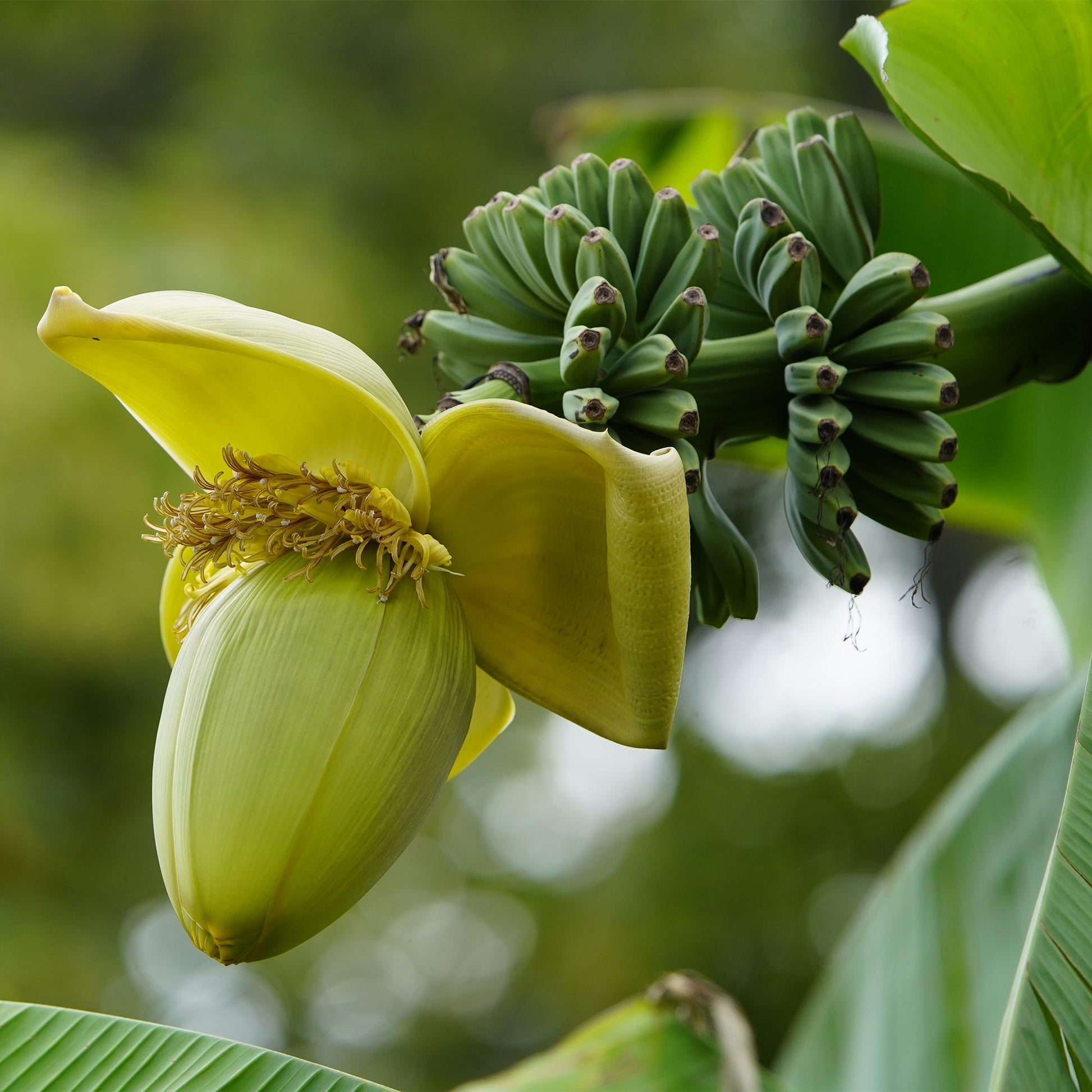 Musa Basjoo bananenplant 6 stuks, winterharde fruitplant met grote groene bladeren voor tuin, border en balkon