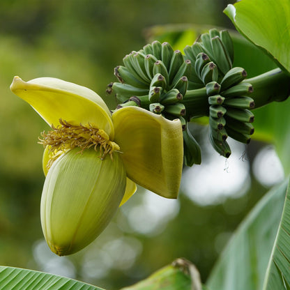 Musa Basjoo bananenplant 6 stuks, winterharde fruitplant met grote groene bladeren voor tuin, border en balkon