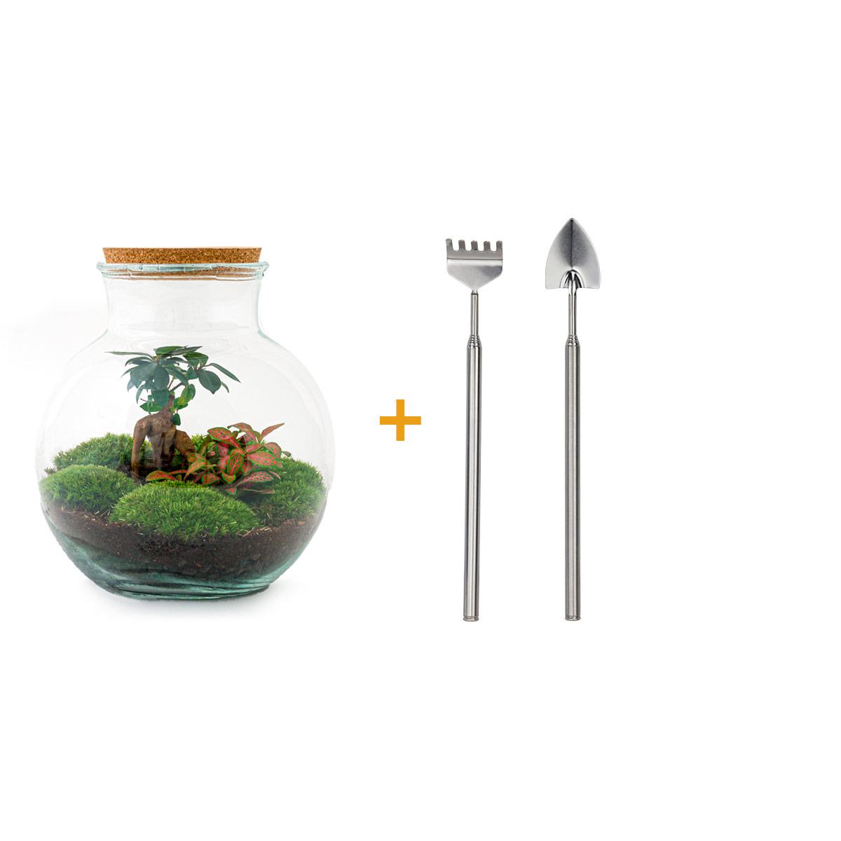 "DIY terrarium met Ficus bonsai en Fittonia – Glazen pot met kurk – Ø25 cm, hoogte 26,5 cm"