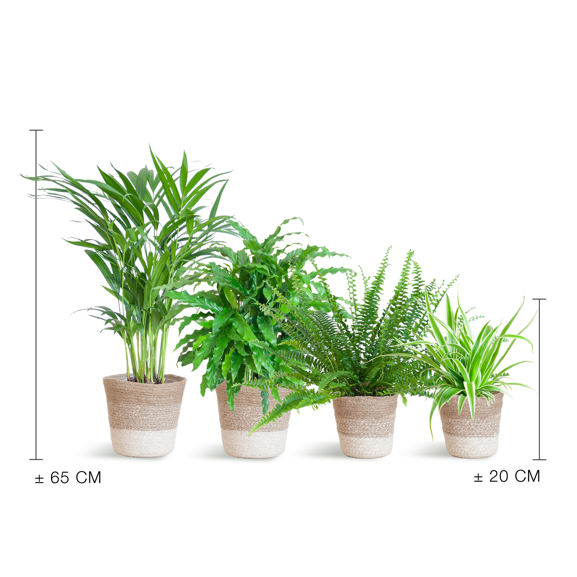Set van 4 huisdiervriendelijke kamerplanten in duurzame handgevlochten zwarte jute plantenmanden – Krulvaren, Calathea, Goudpalm en Graslelie