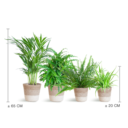Set van 4 huisdiervriendelijke kamerplanten in duurzame handgevlochten zwarte jute plantenmanden – Krulvaren, Calathea, Goudpalm en Graslelie
