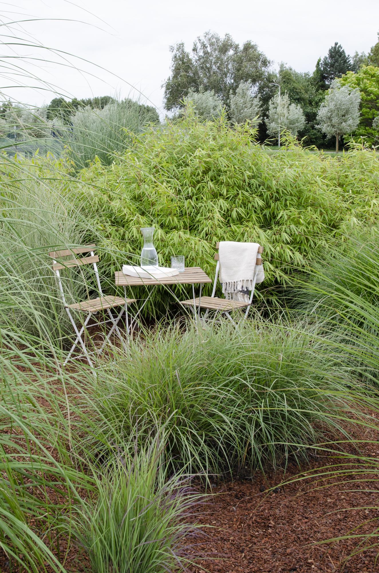 Niet-woekerende bamboe met frisgroen blad voor tuin en balkon