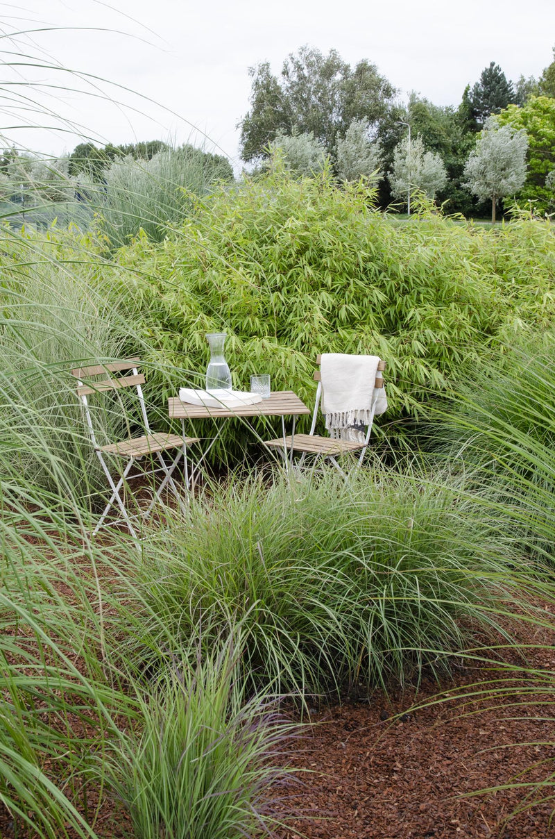 Niet-woekerende bamboe met frisgroen blad voor tuin en balkon