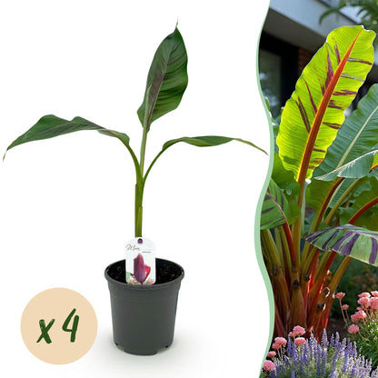 Bananenplant Musa sikkimensis Red Tiger – 4 planten in pot Ø17 cm, hoogte ca. 40 cm