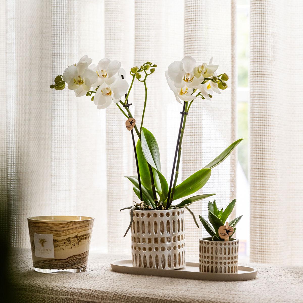 Plantenset Le Chic small | Witte Phalaenopsis Orchidee Amabilis  en Succulent incl. keramieken sierpotten op crème organisch dienblad
