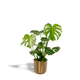 Monstera Deliciosa | Kamerplant | Inclusief plantpot Mayk Gold