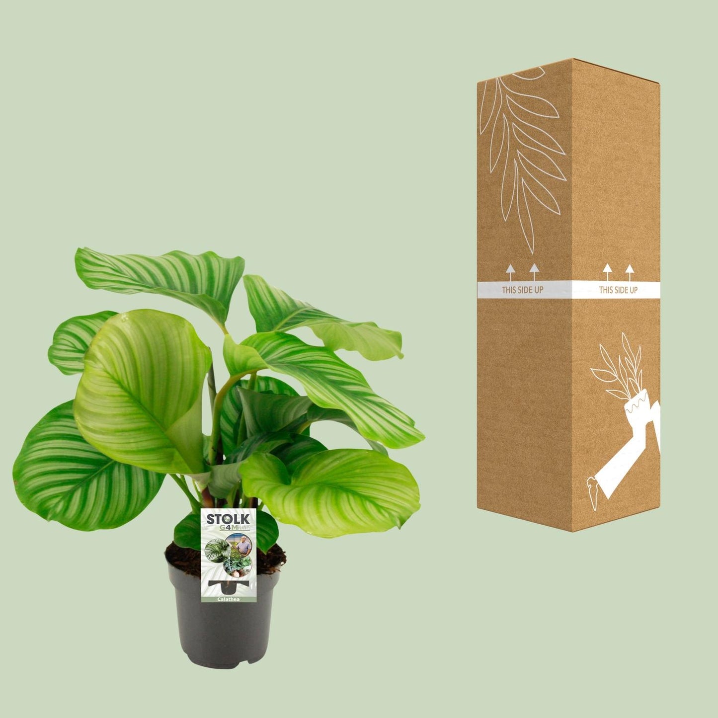 Calathea Orbifolia in pot, geschikt voor woonkamer of kantoor – tropische kamerplant