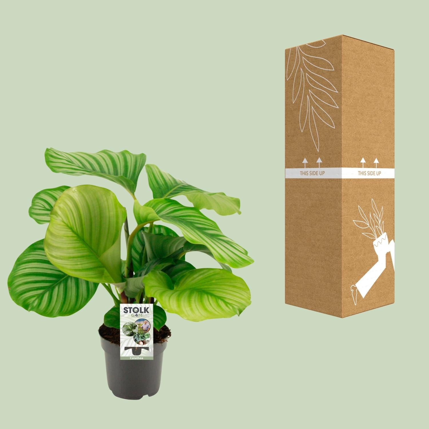 Calathea Orbifolia in pot, geschikt voor woonkamer of kantoor – tropische kamerplant