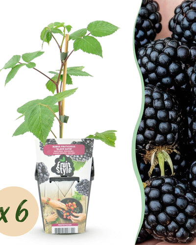 Zwarte braamplant met groene bladeren voor tuin of balkon