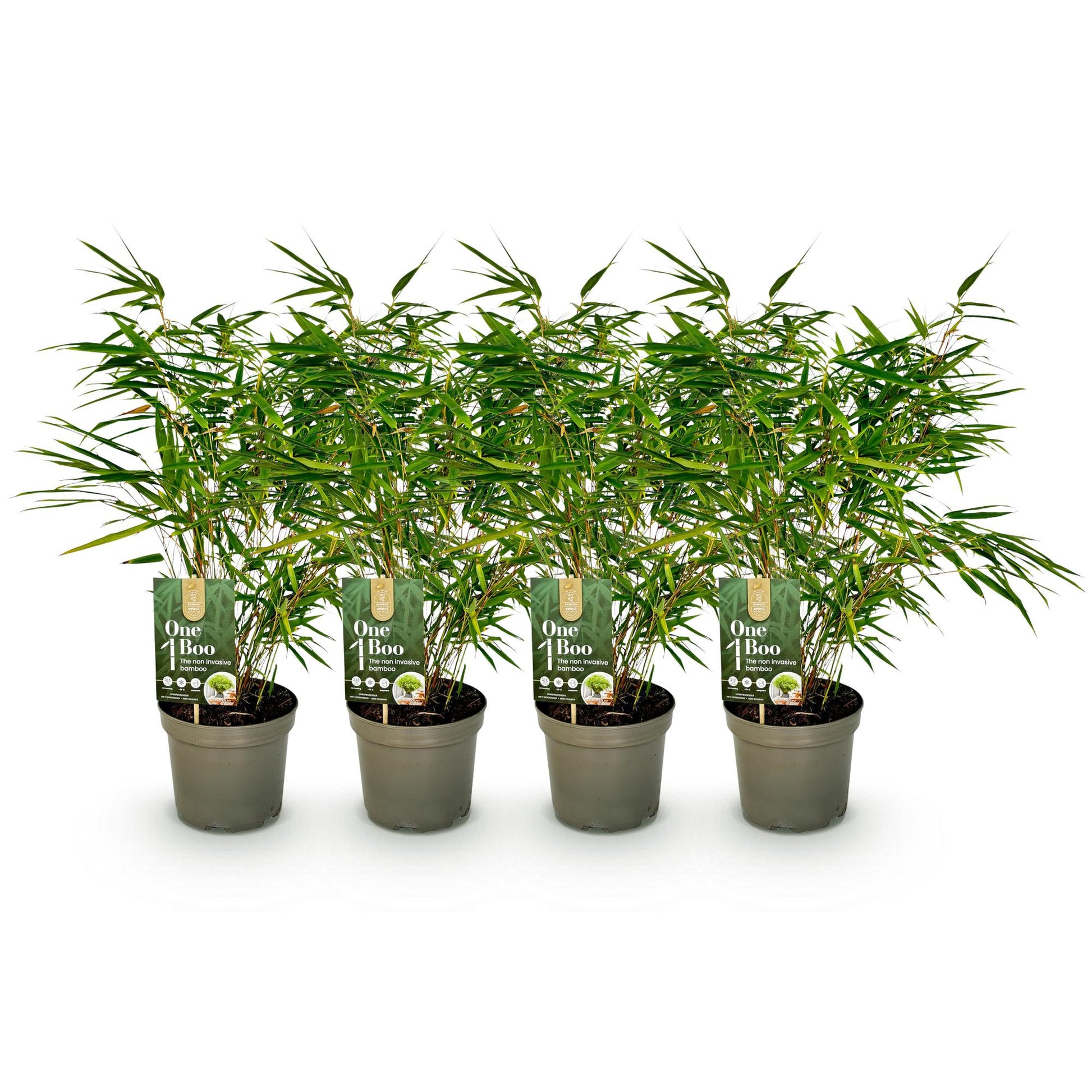 Fargesia rufa bamboe als haagplant of in border