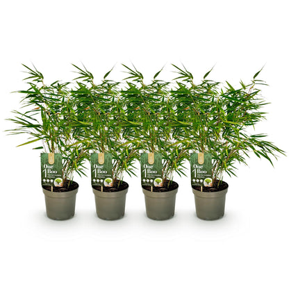 Fargesia rufa bamboe als haagplant of in border