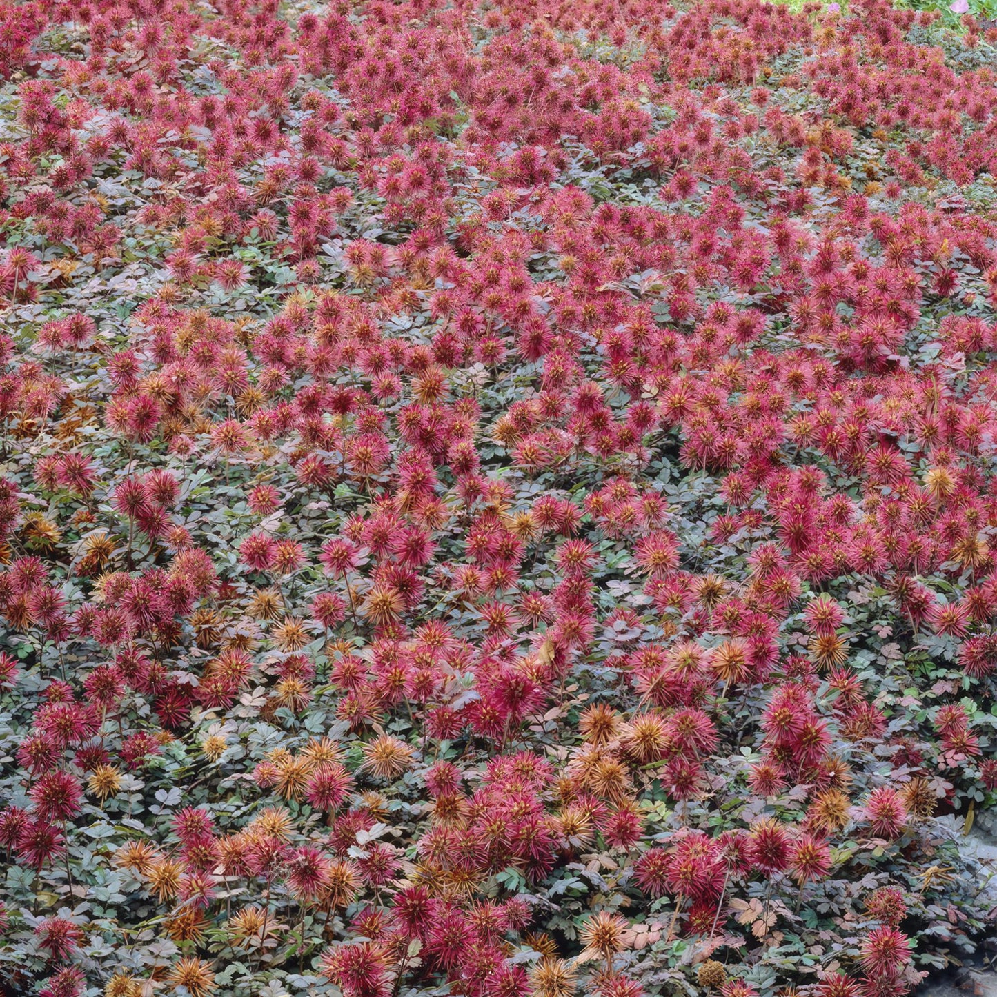 12x Acaena microphylla 'Kupferteppich' - ↕10-25cm - Ø9cm - Stachelnuss
