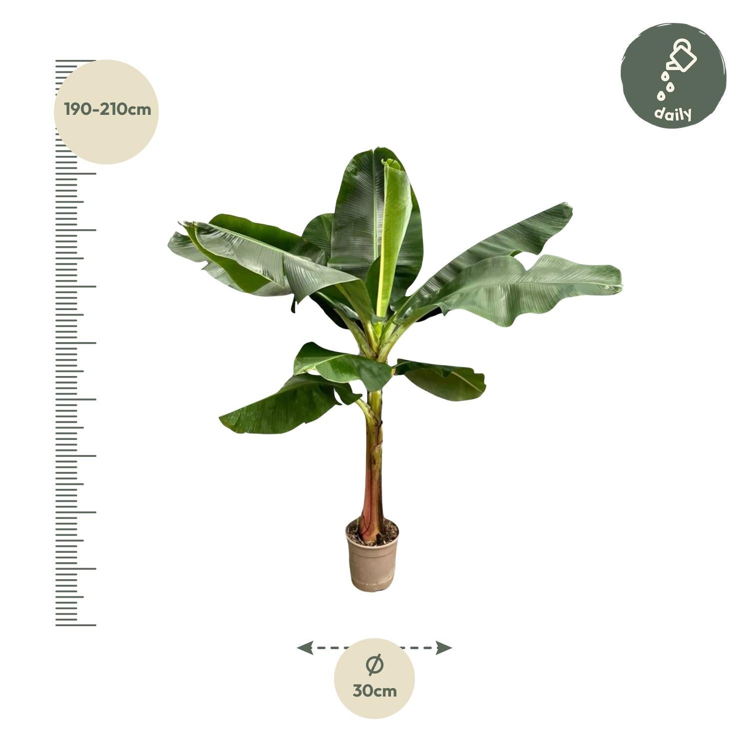 Bananenplant (Musa) – 190 cm hoog in Ø30 cm pot – tropische kamerplant met grote donkergroene bladeren en gele bloemen – geschikt voor binnen en beschut buiten