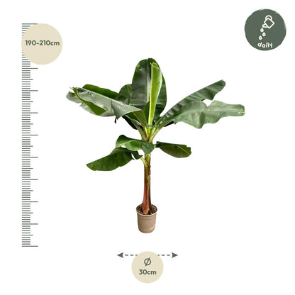 Bananenplant (Musa) – 190 cm hoog in Ø30 cm pot – tropische kamerplant met grote donkergroene bladeren en gele bloemen – geschikt voor binnen en beschut buiten