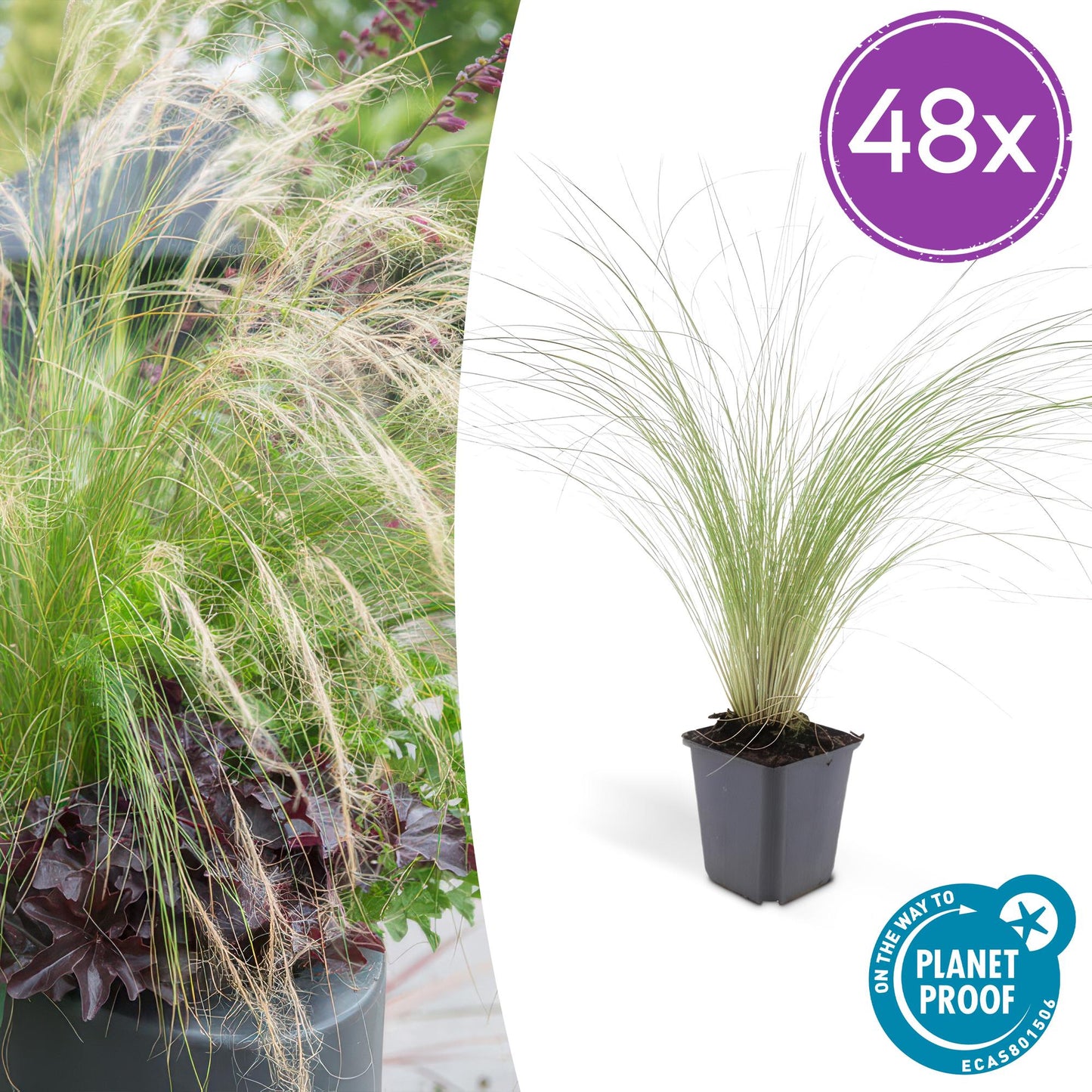 Stipa tenuissima ‘Ponytails’ | Siergras
