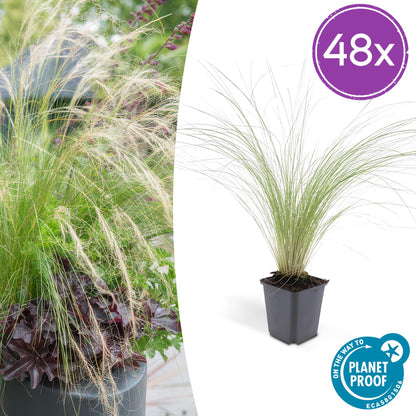 Stipa tenuissima ‘Ponytails’ | Siergras