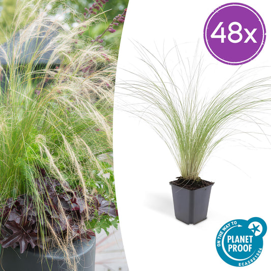 Stipa tenuissima ‘Ponytails’ | Siergras