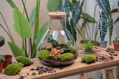 DIY Planten terrarium met licht | Sam XL Red