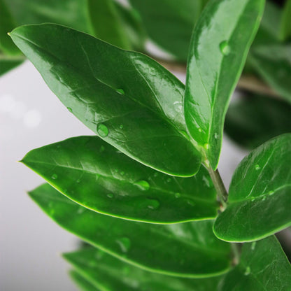 2 x Kamerplanten |Zamioculcas | ZZ-plant | met mand