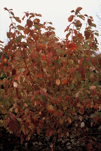 Cornus sanguinea Anny’s Winter Orange – sierstruik met oranje takken in sneeuw