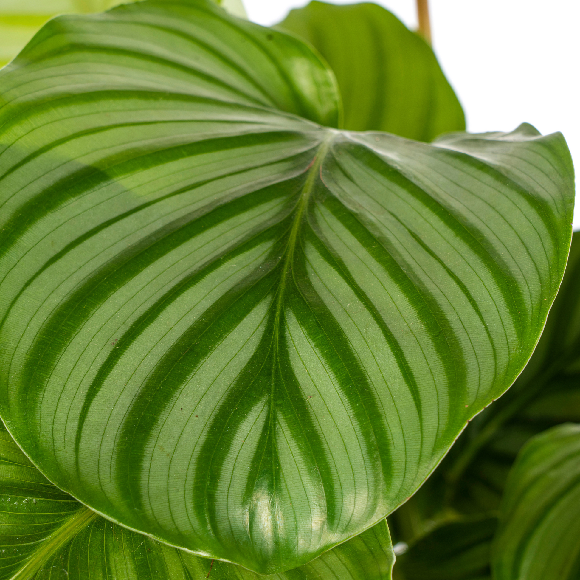 Goeppertia orbifolia is een bloeiende plant uit de familie Marantaceae. Deze gebedsplant is soms ook bekend onder het synoniem Calathea orbifolia. De plant is endemisch in Brazilië en is een typische soort uit het Atlantische Woud.