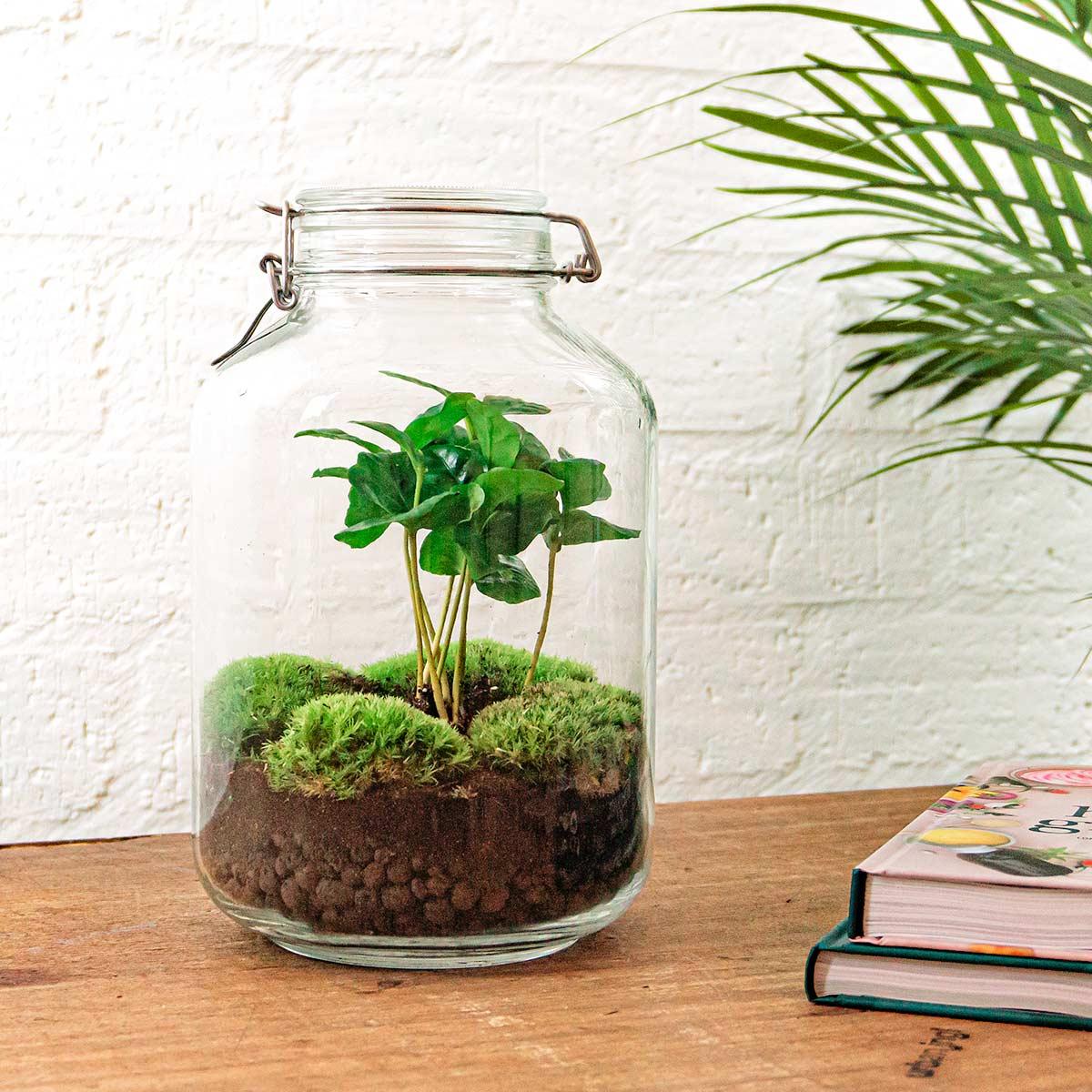 "DIY terrarium met Coffea Arabica in glazen fles met kurk – Ø18 cm x H28 cm – zelfvoorzienend ecosysteem"