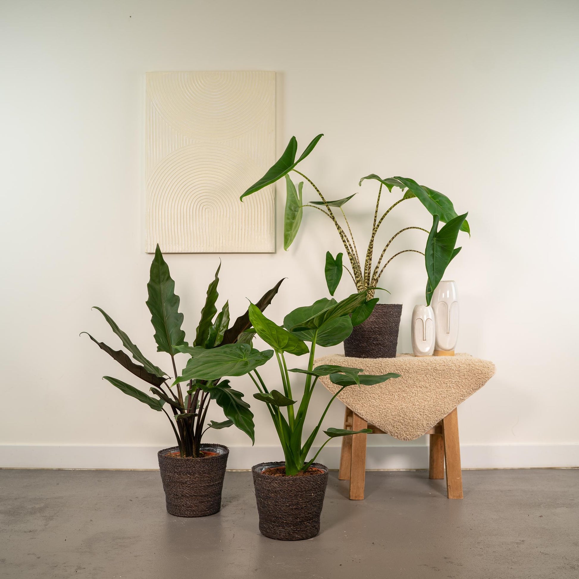 Alocasia Zebrina Ø19cm ↕75cm – Kamerplant met zebra-patroon stelen en grote hartvormige bladeren