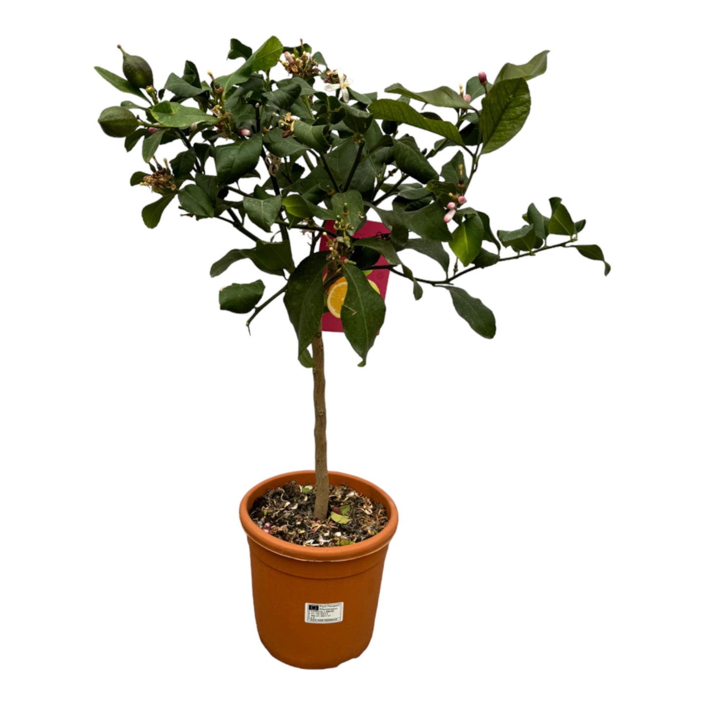 Citrus Calamondin Boom – De Geurende Zonnestraal in Je Tuin