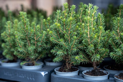 3x Mini-kerstboom | Picea Glauca Perfecta | Kerstactie