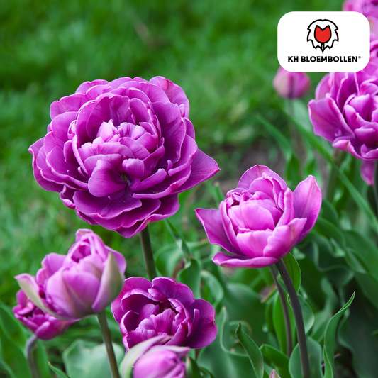 Tulpenbollen Double Flag – paarse dubbelbloemige tulpen, vol en elegant – 20 stuks, maat 11/12, geschikt voor tuin, pot en border – KH Bloembollen® bij Planttoday,