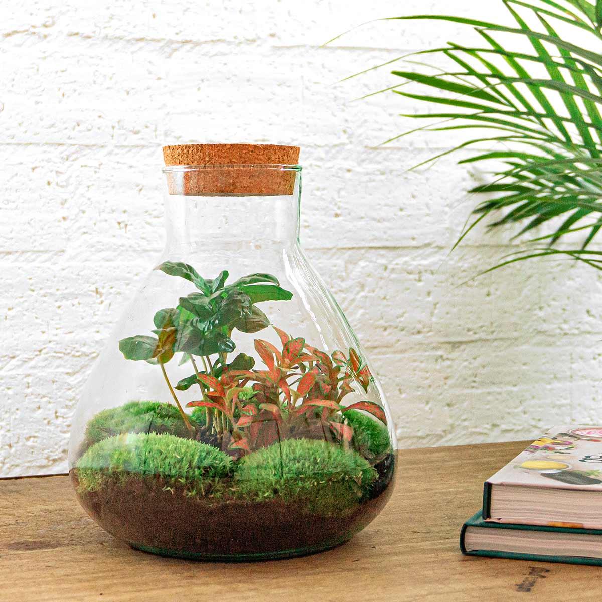 "DIY terrarium met Coffea Arabica en Fittonia – Glazen pot met kurk – Hoogte 26 cm"