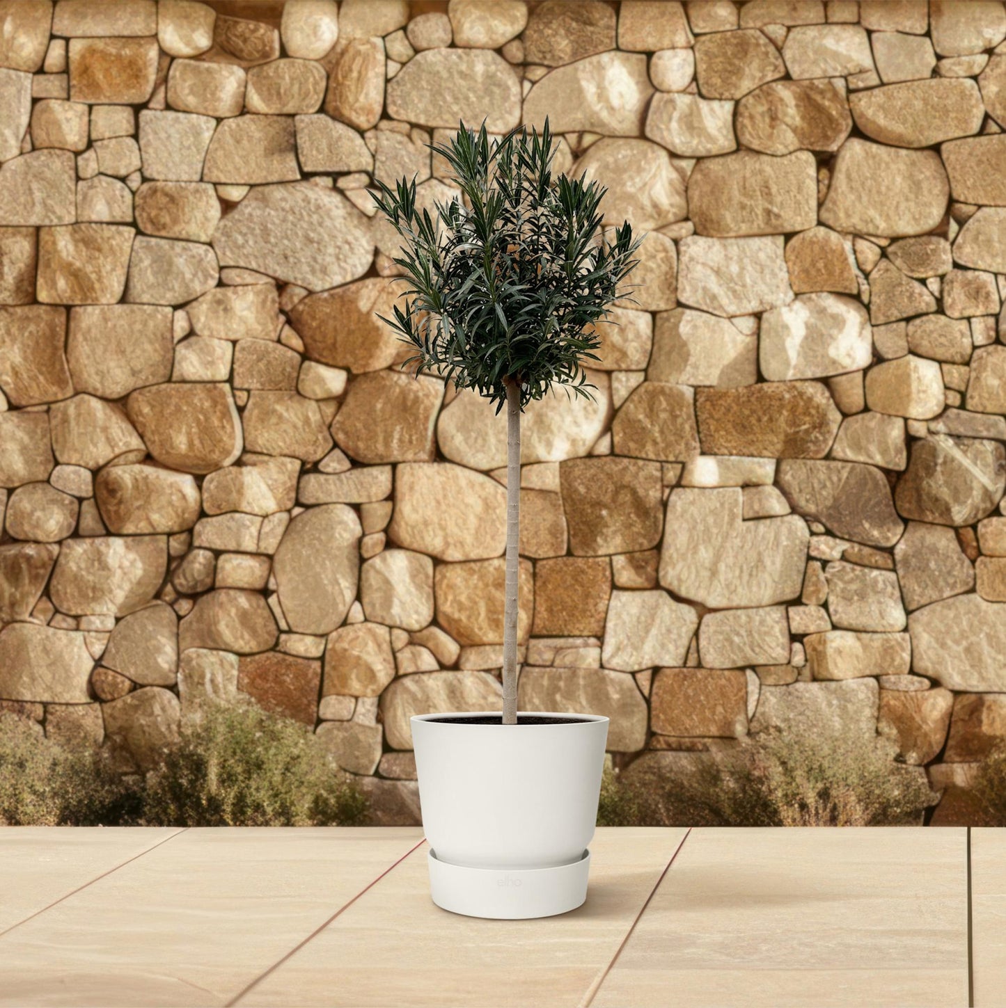 Nerium Oleander op stam van 170 cm met glanzend groene bladeren en dieprode, geurige bloemen – mediterrane buitenplant.