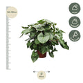 Homalomena Rubescens Maggy – Tropische kamerplant met roodachtige stelen en glanzend groen blad – Hoogte 170 cm, potmaat Ø60 cm"