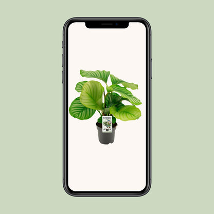 Calathea Orbifolia – Tropische luchtzuiverende kamerplant – Ø14 cm – ↕50 cm