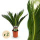 Cycas revoluta | Palmvaren – Tropische elegantie voor jouw huis