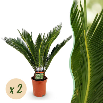 2x Cycas revoluta | Palm fern | House and garden plant