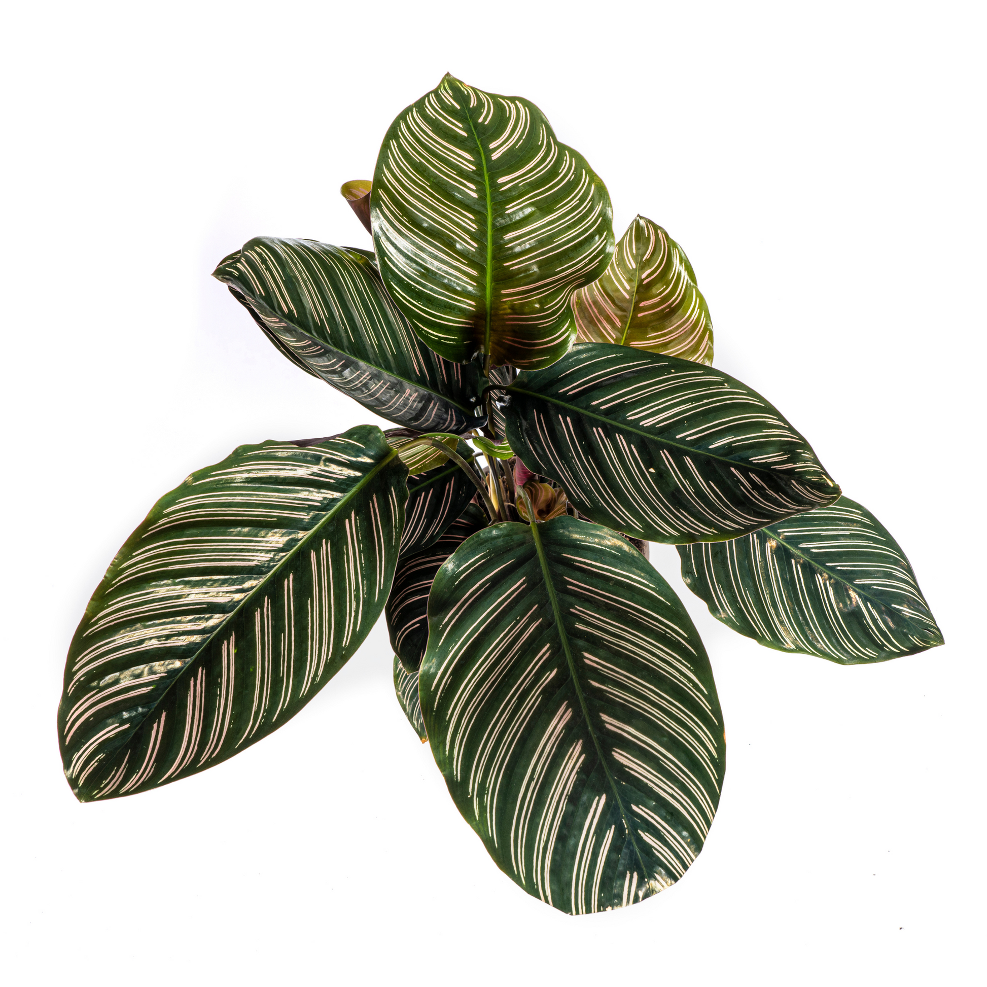 Calathea is een geslacht uit de familie Marantaceae. The Plant List erkent 277 soorten. Een aantal soorten wordt toegepast als sierplant.
