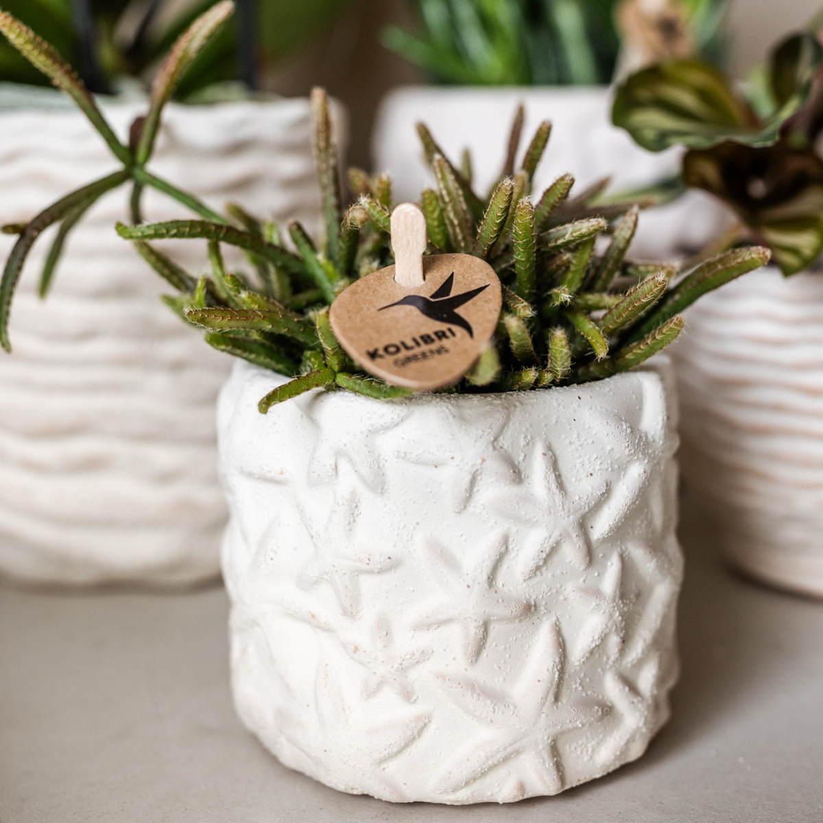 Witte Phalaenopsis orchidee ‘Lausanne’ met 2-3 bloemtakken en compacte succulent in keramieken sierpotten, geplaatst op een wit organisch ovaal dienblad – hoogte circa 35 cm.