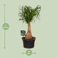 Ponytail palm kamerplant met sierlijke bladeren voor interieur